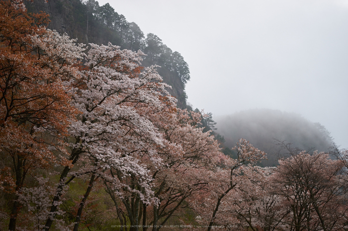 奈良 屏風岩公苑（後） 【2015 奈良桜 開花】 ／ SIGMA 18-35mm